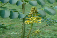 Caesalpinia bonduc